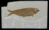 Knightia Fossil Fish - Wyoming #59245-1